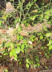 Vaccinium elliottii