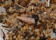 Colpospira guillaumei