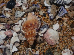 Ranella australasia