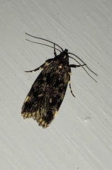 Barea codrella