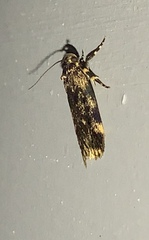 Barea codrella