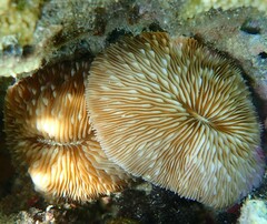 Fungia fungites