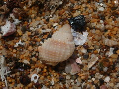 Nassarius conoidalis