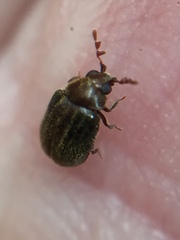 Cyphanobium illustre