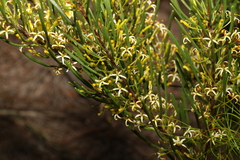 Strangea linearis