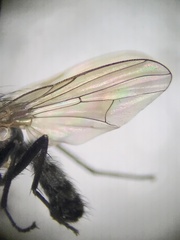 Anthomyia oculifera