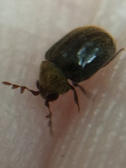 Cyphanobium illustre