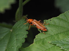 Cantharis