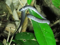 Pareas margaritophorus