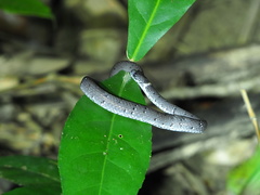 Pareas margaritophorus