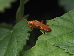Cantharis