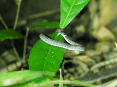 Pareas margaritophorus