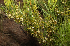 Strangea linearis