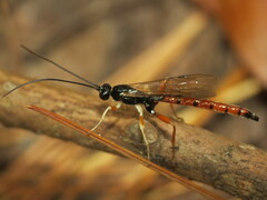 Dolichomitus irritator