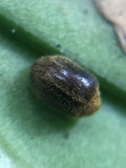 Cyphanobium illustre