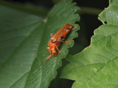 Cantharis