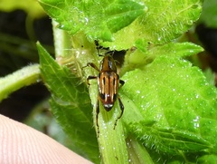 Rhodobaenus lineiger