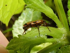 Rhodobaenus lineiger