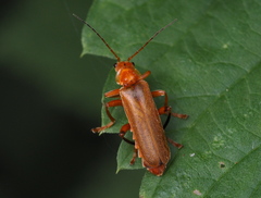 Cantharis