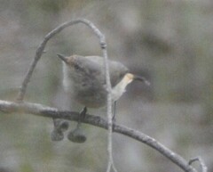 Acanthiza reguloides