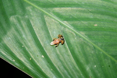 Agriocoris