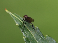 Ocydromiinae