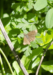 Anisochoria sublimbata