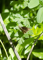 Anisochoria sublimbata