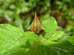 Umbonia spinosa