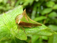 Umbonia spinosa