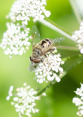 Eristalini