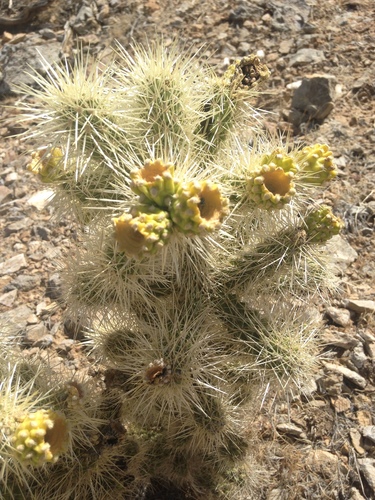Blue Diamond cholla (Cylindropuntia ×multigeniculata)
