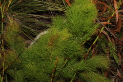 Caustis blakei