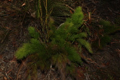 Caustis blakei
