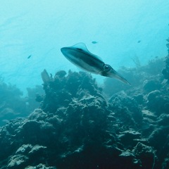 Sepioteuthis sepioidea