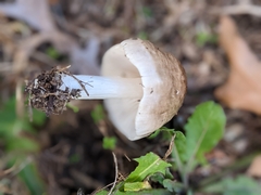 Pluteus hongoi