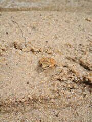 Rheobates pseudopalmatus