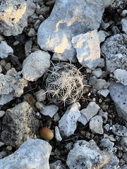 Coryphantha echinus