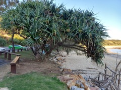Pandanus tectorius