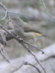 Acanthiza reguloides