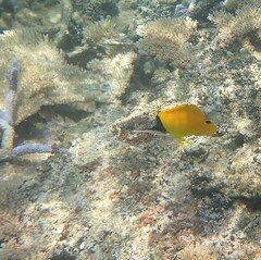 Forcipiger flavissimus