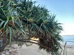 Pandanus tectorius