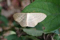 Scopula spoliata
