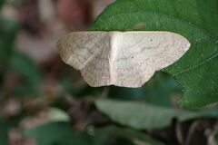 Scopula spoliata