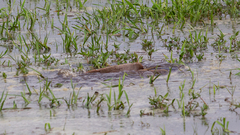 Siluriformes