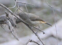 Acanthiza reguloides