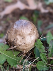 Pluteus hongoi