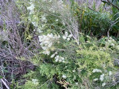 Leptospermum polygalifolium