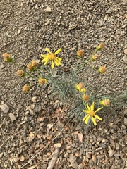 Gutierrezia californica