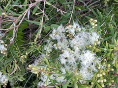 Leptospermum polygalifolium